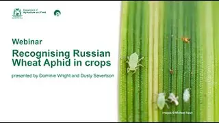 Recognising Russian wheat aphid in crops. | Department of Agriculture and Food WA
