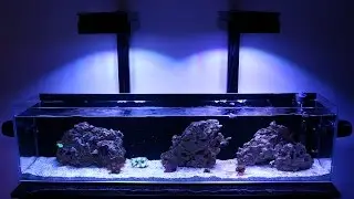 Aquamaxx 12g Reef Tank - 4 Months