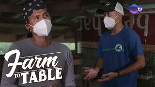 Farm To Table: How to take care of rabbits in the farm