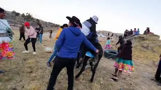 HERRANZA DE BURRO ( ASNO SINTACHI ) 2021   Chacapampa   Paucará   Huancavelica