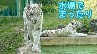 ホワイトタイガー　シロップママと月ちゃん　水場でまったりしています【伊豆アニマルキングダム】White tiger Syrup-chan Tsuki-chan Izu Animal Kingdom 