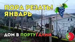 Подрезаем виноград в январе 🍇 Опыт соседей и лайфхаки 🇵🇹