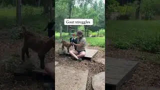 Goat therapy 🥰🥰🥰 #goatsnuggles  #goats #goatmom #homestead #farmlife #goattherapy