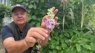 Corkscrew Vine,   Vigna caracalla, Cochliasanthus caracalla