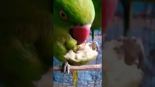 PARROT EATING GUAVA | Parrot eating Video | MY NEW PARROTS | #mynewparrots #parrot #shorts