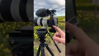 Filming daffodils fields in washing state March 22 2022
