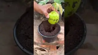 New planting skills to harvest more mangoes #satisfying #farming #gardening #sainiji