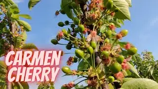 Carmen cherry fruit development KGB system