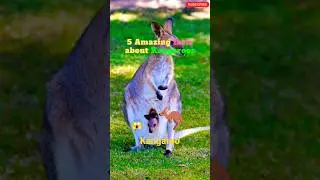 5 Amazing Facts about Kangaroo #facts #australia