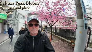 Sakura Peak Bloom in Japan 2025