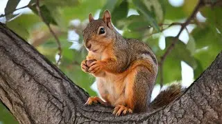 American Squirrels: The Ultimate Guide to Their Habitat and Behavior