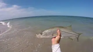 Surf Fishing for Snook in Fort Pierce| Fishyourassoff.com