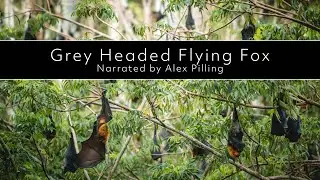 Grey Headed Flying Fox / Fruit Bat - New South Wales, Australia