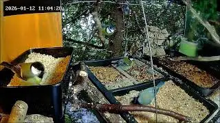 Ruhiger Vormittag an der Nuss-Tanke, es regnet 🌧 (12.01.2026)