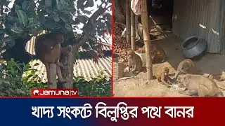 Thousands of monkeys on the verge of extinction due to reduction in forest area in Gazipur | Gazipur | Monkey Extinction | Jamuna TV