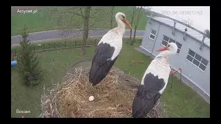 #Bociany na żywo - #kamera na #gniazdo pod Zambrowem #WhiteStork #nest #livecam #zambrow #bocian