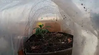 sCRAP House Flooring, Snow, Garden Globes