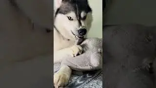 #animals #cute #pets #funny Wild spirit _playful soul
