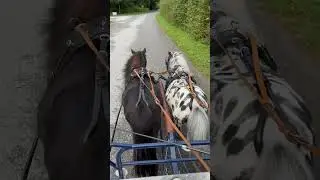 Kutsche fahren💕