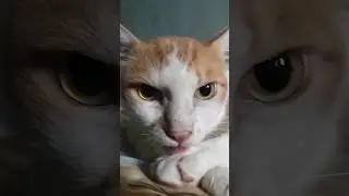 Cat's Adorable Self Cleaning Routine #cats #Cutecat #pets