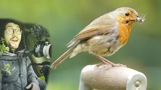 Filming Robins Nesting in Our Garden (My 1st wildlife film)