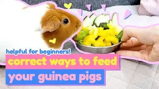 Safe Vegetables for Guinea Pigs | Meal Plan : Episode 2 | Urinary Tract Infection (UTI) | GuineaDad