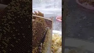 honey harvest one fine day #music #dj #electronicmusic #edm #food #honey