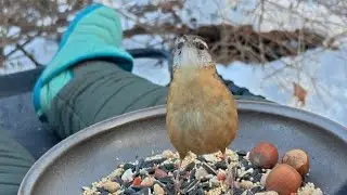 Tufted Titmice, Chickadees, Carolina Wren, & Squirrel. 