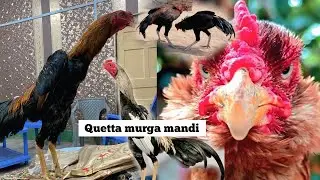Quetta aseelmurga mandi | murga mandi