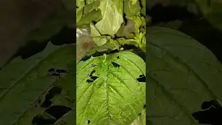 Ulat makan daun bayam #ulat #ulatbayan #caterpillars