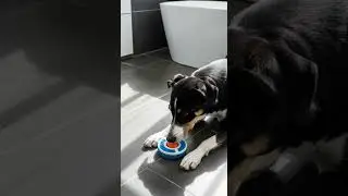 Bored dogs need more than just walks 🐾 What games keep them happy #dogcare #petgames #happypets