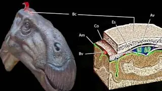 Fossilised Dinosaur brain found on Sussex Beach