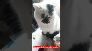 #cats #new funny cats videos👍🔔!!!!!!! #short #shorts .
