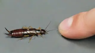 Earwig: Facts and Myths