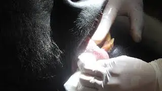 Nyíregyházi Állatpark - Életmentő beavatkozást hajtottak végre Állatparkunk ezüsthátú gorilla hímjén