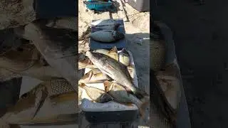 fish on #amaw angler