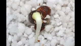 Time lapse video of an Australian Baobab tree coming to life! (Adansonia gregorii)