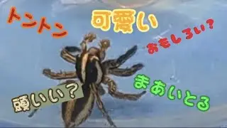 ハエトリグモ2 　ハエをとるまあいが可愛かった