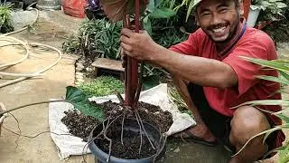 CARA MEMOTONG BATANG PHILODENDRON RED CONGO