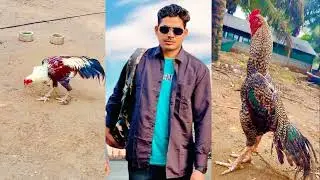 imranbablo |beautiful aseel murga |birds at home #story #live