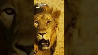 #africansafari #wildlifeentertainment #lionnation #liondocumentary #lionfacts #wildlifeexploration