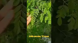 Moringa Leaf Powder  #healthbenefitsofherbs #codavailable