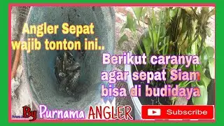 TERBONGKAR..!! CARA BUDIDAYA IKAN SEPAT SIAM HASIL PANCINGAN.//Vlog#04