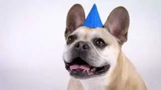 Dog Party: Color Dog Has Arrived!