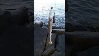 NEW species : Bartail flathead fish with yellow tail black white tip!! (9.8.20)