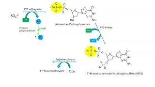Sulfur metabolism and uptake