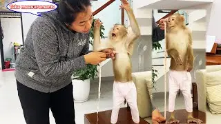 Lyly the monkey wondered why her mother was measuring her body dimensions.