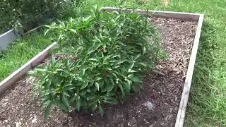 Louisiana Summer garden update- July 24 2022