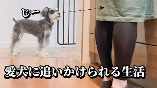ミニチュアシュナウザーのストーカー生活｜愛犬に追いかけられる日常