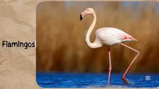How animals sleep#facts #factvideo #reality #youtube #youtubeshort#mythvsfacts #factsinhindi #india 